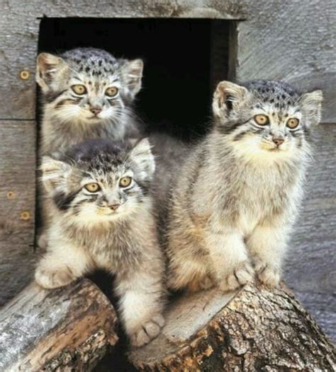 Pallas Cat Babies Wildlife Pinterest