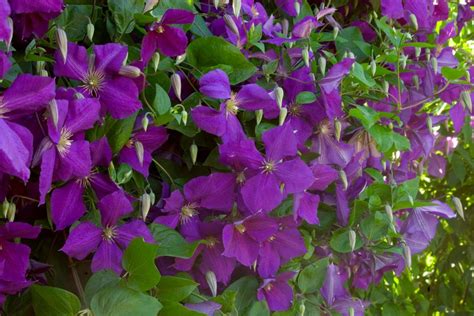 Maybe you would like to learn more about one of these? Different Types of Clematis | HGTV