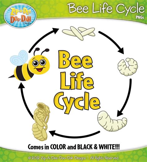 Free Printable Bee Life Cycle