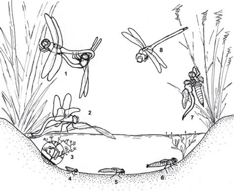 What does the nymph stage of a dragonfly look like? Insect Observation Group of YBA Sri Lanka: Dragonflise of ...