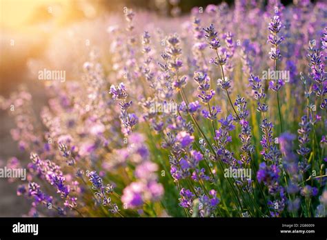 Lavender Flowers Sunset Over A Summer Purple Lavender Field Background