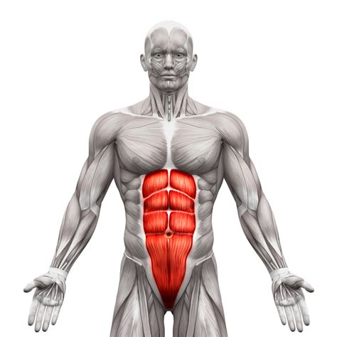 Muscle Madness Rectus Abdominis Peak Performance Fitness