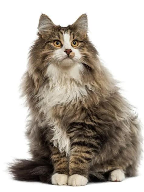 Super Fluffy Cat Breeds Youll Love To Cuddle Story The Discerning Cat
