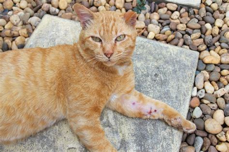 1 day, it had a fat cheek.the next, gone, leaving a big wound with a hole in it. How to Treat an Open Wound on a Cat - Caroline's Cats Cat Blog