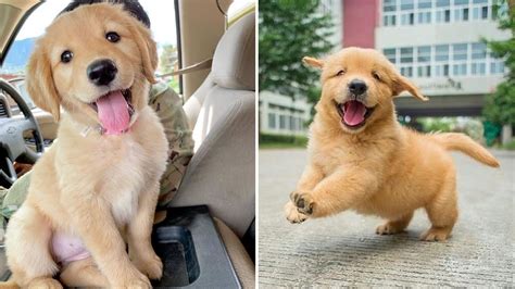 Funniest And Cutest Golden Retriever Puppies 6 Funny Puppy