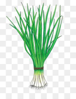 Apakah anda mencari gambar daun bawang png? Gambar Kartun Daun Bawang - Gambar Kartun