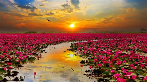 Lotus Red Flowers Sunset Sun Rays The Red Sea In The Province Of Udon