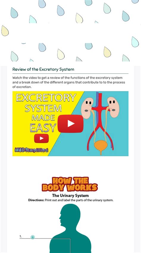 The Excretory System Interactive Worksheet By Jean Wilson Staff
