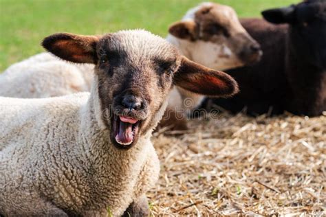Funny Sheep Looking Into The Camera Stock Image Image Of Domestic
