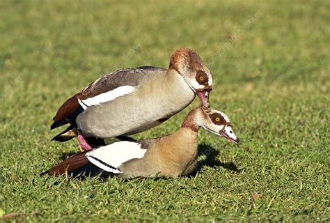 egyptian geese mating stock image c015 6476 science photo library