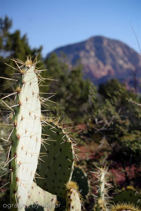 Cactus Arizona 2012 Nature Cactus Locations