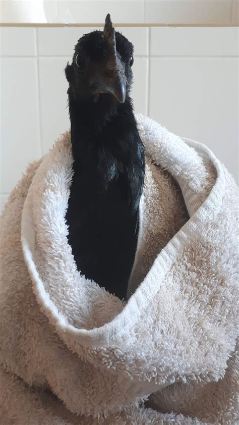 Had To Wash My Big Black Cock Today Probably Nsfw Rhomestead