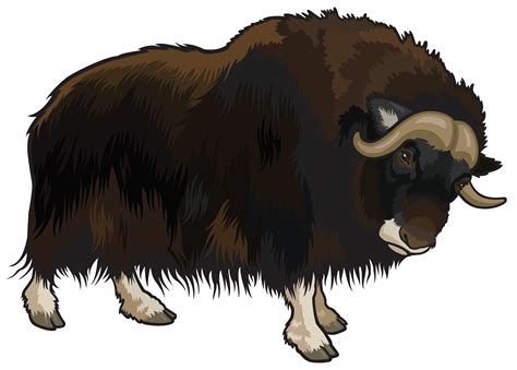 Bison Clipart Female Buffalo Picture 104519 Bison Clipart Female Buffalo