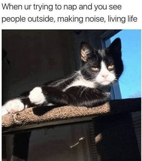 29 Purrfect Caturday Cat Memes That Will Leave You Feline Good Artofit