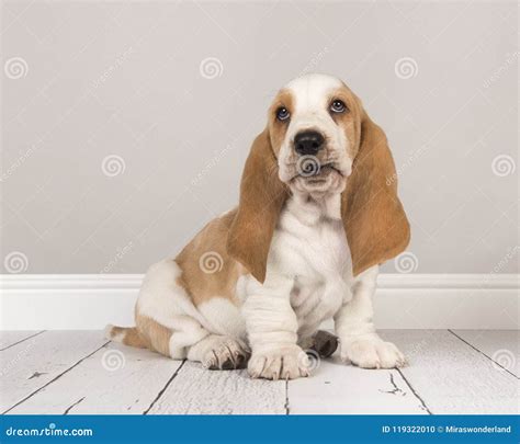 Cute Bicolor Basset Hound Puppy Sitting And Looking Up In A Gray Stock
