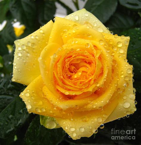 Yellow Rose With Water Droplets Photograph By Maria Malevannaya