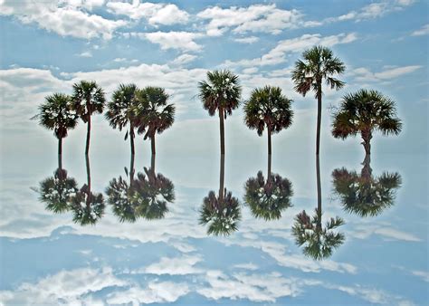 Palm Tree Reflection Photograph By Aimee L Maher Photography And Art