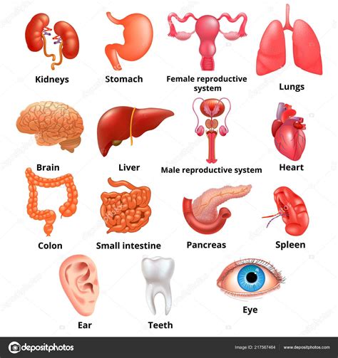 Vector Internal Organs Icon Set Human Reproductive System Realistic