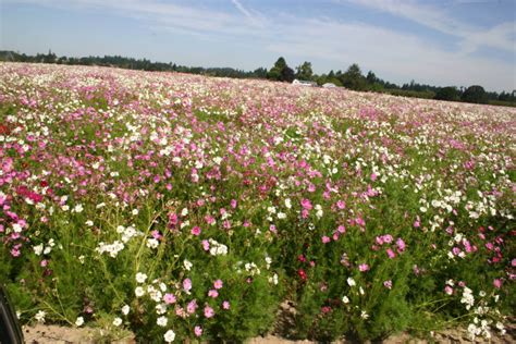 Silver Falls Seed Company Cosmos Bipinnatus Sensation Mix