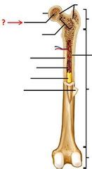 Gross anatomy of a long bone 4 epiphyseal plates articular cartilage 5 spongy bone 6 3. Long Bone Labeling & Classification of Bones Flashcards | Quizlet
