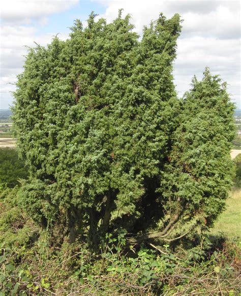 Juniper Tree Types