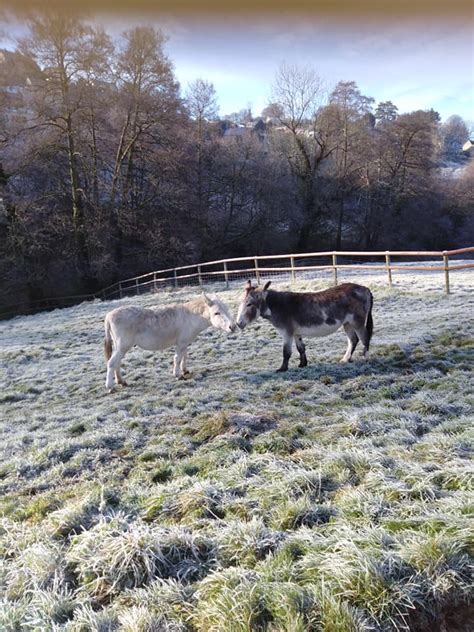 Our Story Nailsworth Donkey Sanctuary Rescue And Rehabilitation Of