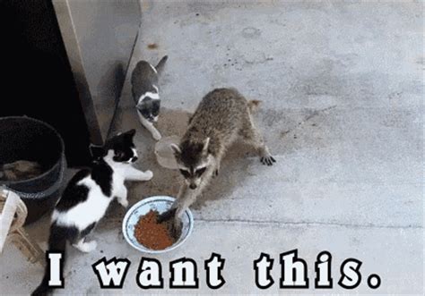 An old wives' tale about cats stealing the breath from babies and causing them to die. 'His house, his rules': Hilarious moment feline leaps out ...