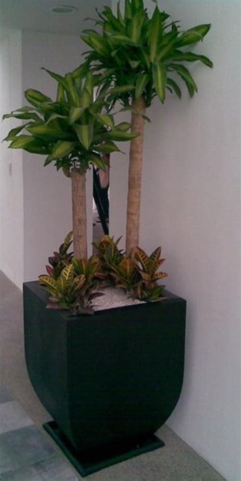 Decoracion con plantas para interiores. Plantas Naturales Para Interior En Maceta Solo Cdmx ...