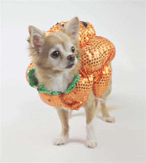 5 Adorable Pet Halloween Costume Ideas From Homesense And Contest