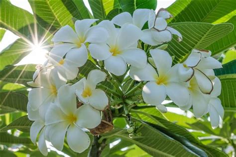 Hello welcome to my channel kids day, a channel dedicated to the entertainment of children and their parents, where you will find videos of play doh. A Brief Guide to Tree Identification by Examining its ...