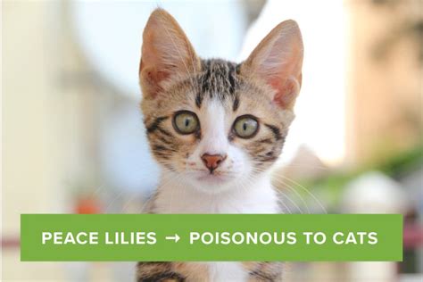 Flowers poisonous to cats lily. Peace Lily Care Guide: Growing Information and Tips ...