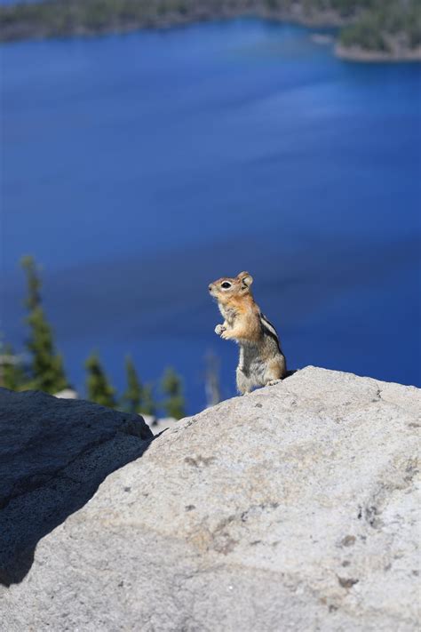 Golden Mantled Ground Squirrel At Crater Lake National Park
