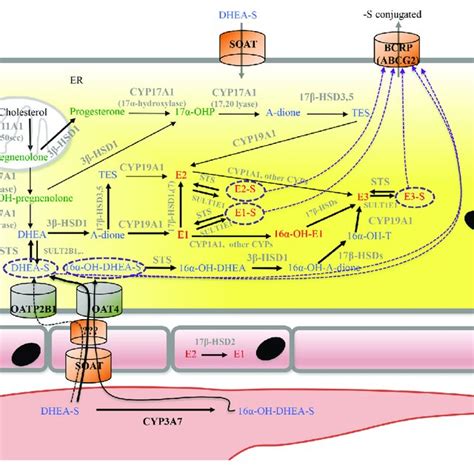 | The placental barrier. (A) Schematic depiction of the main structural