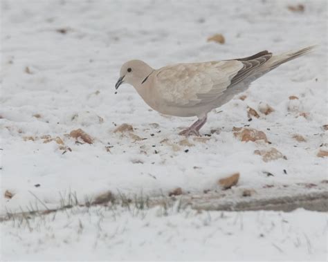 Partially Leucistic Eurasian Collared Dove Feederwatch