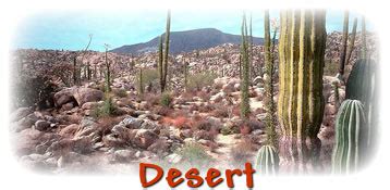The blooms may be yellow, purple, orange, red or white. Desert Plants Introduction