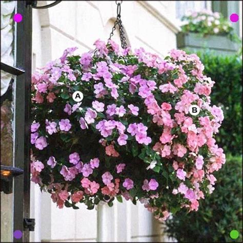 Flowering plants look especially chic when planted in hanging baskets. Shade-Loving Impatiens Fill A Hanging Basket With Their ...