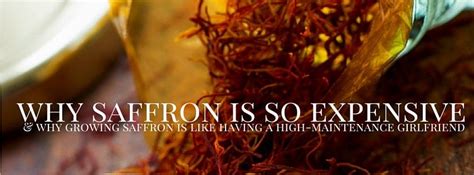 I've seen flights to auckland from sydney that have been cheaper. why saffron is so expensive & why growing saffron is like ...