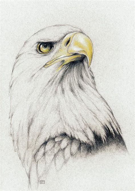 First depicted on the great seal of the united states in 1782, the bald eagle is one of north america's most majestic birds, revered by many native american tribes as a divine messenger. Bald Eagle Drawing … | Dibujo de animales, Aguila dibujo