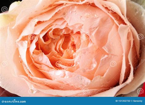Beautiful Peachy Rose Closeup Stock Photo Image Of Head Drops