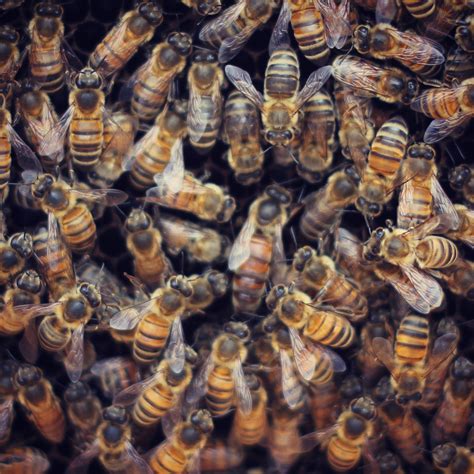 6 Things You Didnt Know About Queen Bees Beekeeping Like A Girl