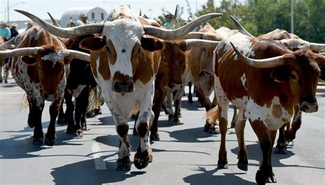 18th Annual Cattle Drive Makes Its Way Through Altus Afb