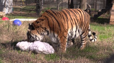 Shere Khan Investigates Fur From Born Free Usas Fur For