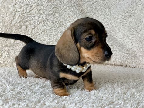 They make for a great pet for newbies or novice dog owners alike because they're fun to play with and do well with tricks. Miniature Dachshund Puppies For Sale | Wisbech ...