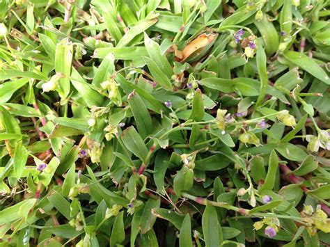 Doveweed A Growing Problem In Warm Season Turfgrasses Panhandle