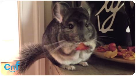 It is important to know what dietary needs are chinchillas having. Adorable Jumping and Eating Chinchilla - YouTube