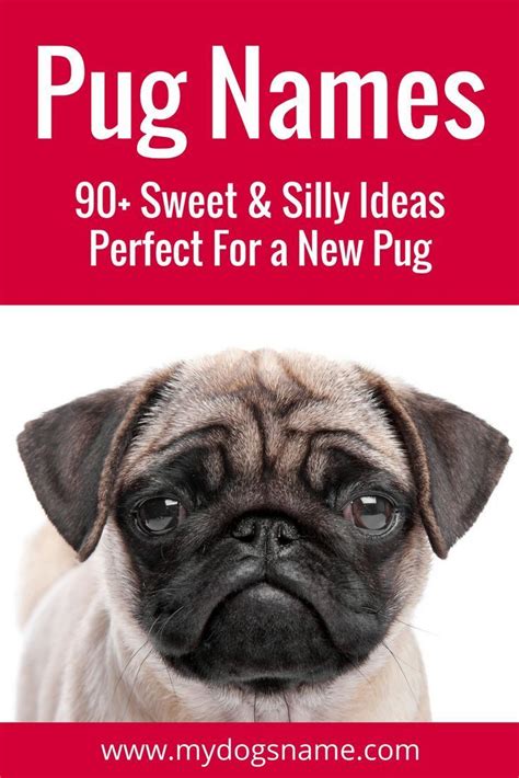 Awesome Pug Names 250 Sweet Silly And Adorable Ideas Pug Names Dog
