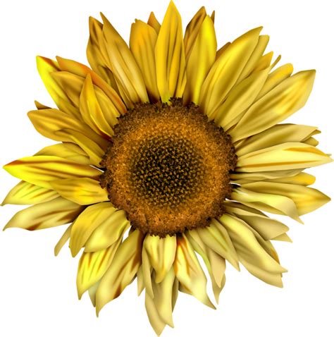 Watercolor Sunflower Png Free Cliparts Download Images On Clipground