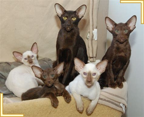 Resulting in a cat that had the same wide range in 1995, the oriental shorthair and the oriental longhair became a single breed called the oriental. Burnthwaites Oriental and Siamese Cats and Kittens in ...