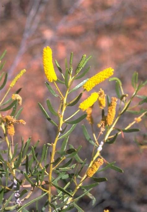Turpentine has a long history as natural remedy option for a variety of health ailments including colds, parasites and fungal infections. Factsheet - Acacia lysiphloia