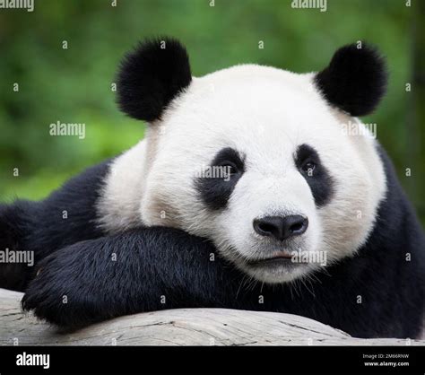 Giant Panda Face Close Up Resting On Tree Trunk In Wolong National